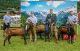 Den Pinzgauer Ziegen gehört der Schauring.jpg © Etter