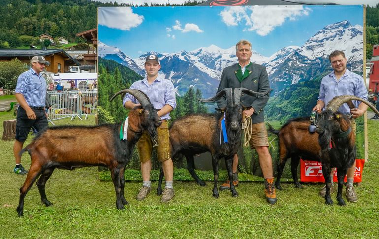 Den Pinzgauer Ziegen gehört der Schauring.jpg © Etter
