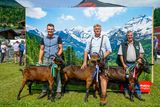 Den Pinzgauer Ziegen gehört der Schauring.jpg © Etter