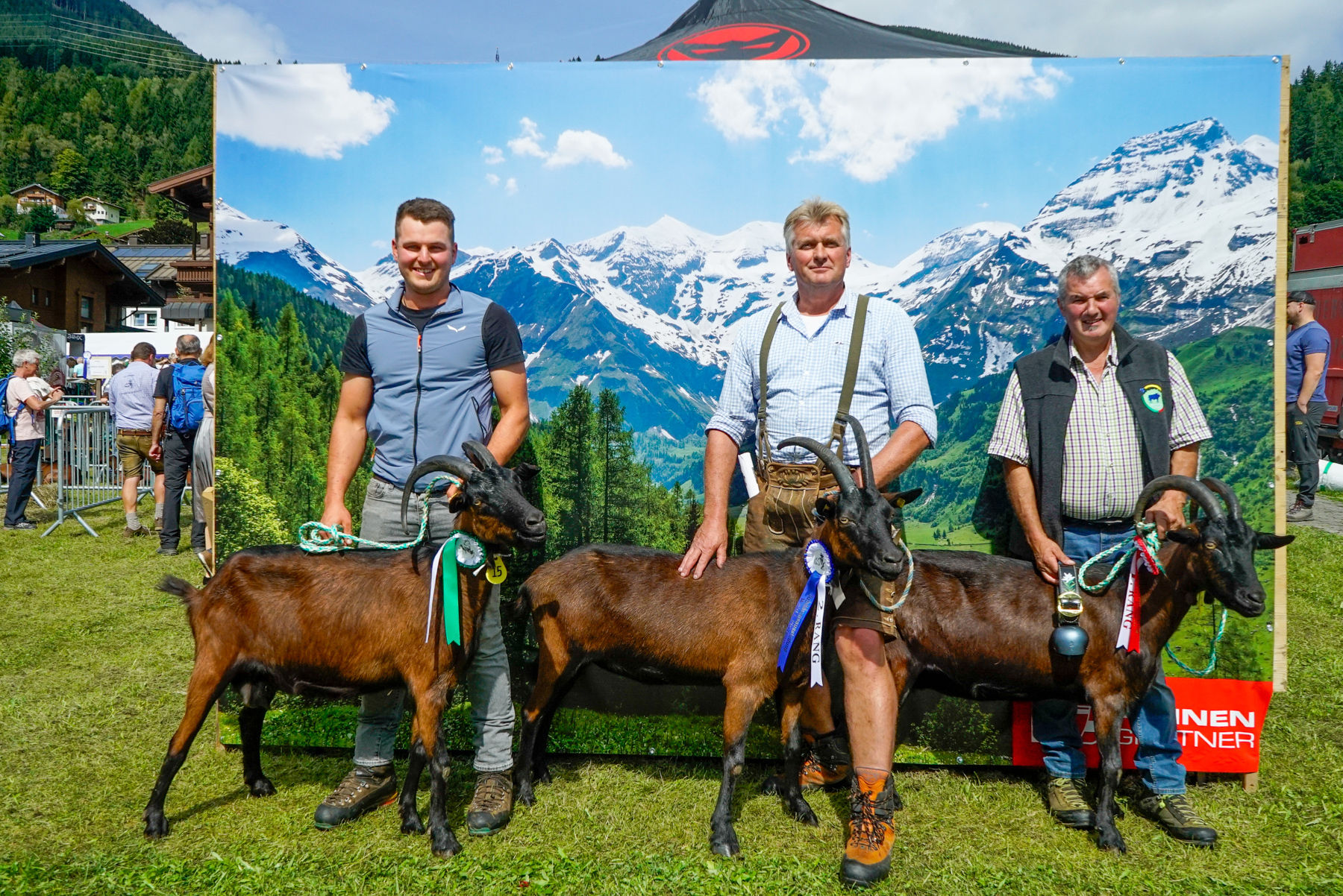 Den Pinzgauer Ziegen gehört der Schauring.jpg © Etter