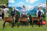 Den Pinzgauer Ziegen gehört der Schauring.jpg © Etter