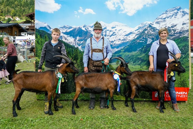 Den Pinzgauer Ziegen gehört der Schauring.jpg © Etter
