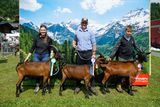 Den Pinzgauer Ziegen gehört der Schauring.jpg © Etter