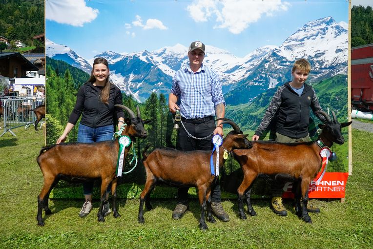 Den Pinzgauer Ziegen gehört der Schauring.jpg © Etter