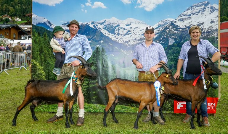 Den Pinzgauer Ziegen gehört der Schauring.jpg © Etter