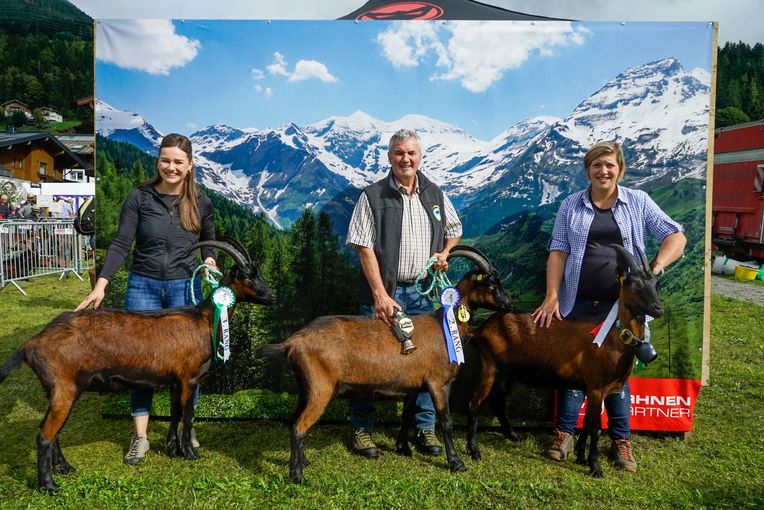 Den Pinzgauer Ziegen gehört der Schauring.jpg © Etter