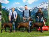 Den Pinzgauer Ziegen gehört der Schauring.jpg © Etter