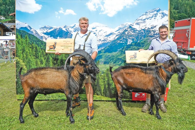 Den Pinzgauer Ziegen gehört der Schauring.jpg © Etter
