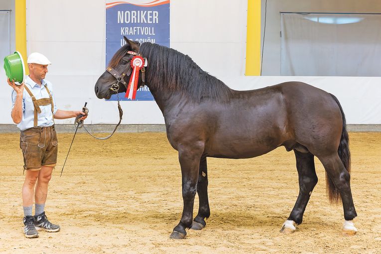 Erfolgreiche Noriker-Hengstkörung bei Salzburgs Züchtern.jpg © LPZV Salzburg