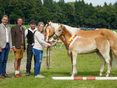 Haflingerfohlenschau 2025 © Archiv