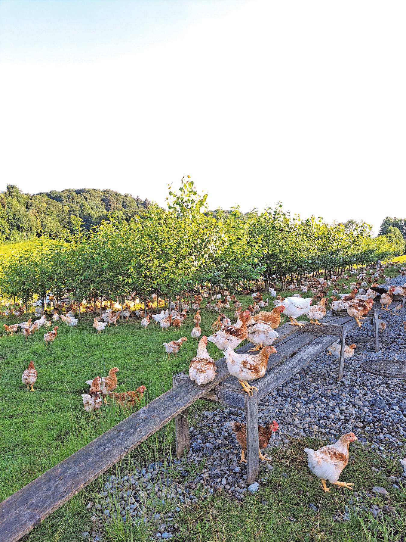 Vertragshühnermast bietet neue Chancen in der Landwirtschaft.jpg © Strasser-Gferer