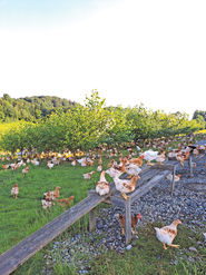 Vertragshühnermast bietet neue Chancen in der Landwirtschaft.jpg © Strasser-Gferer