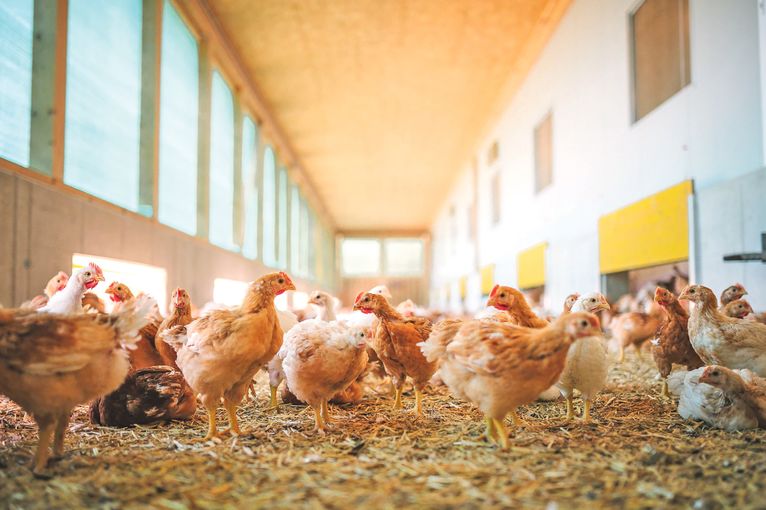 Vertragshühnermast bietet neue Chancen in der Landwirtschaft.jpg © AMA