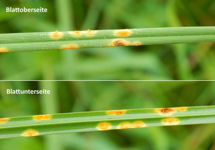Raygras mit Rostbefall.jpg © LK OÖ/Fritscher