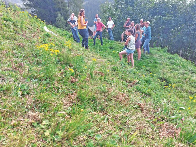 Greiskraut im Fokus.jpg © Greisberger
