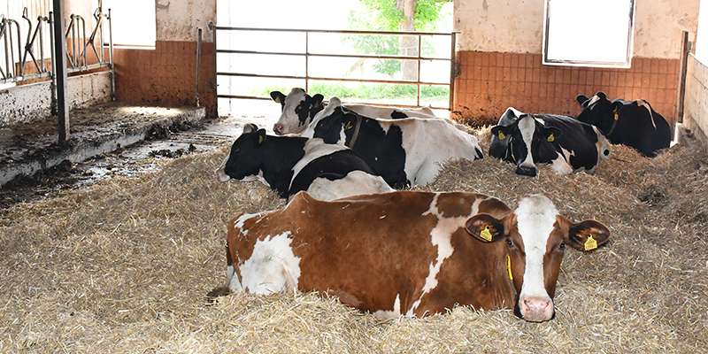 Umbau Stall Heim.jpg © LK Vbg. Umbau Stall Heim.jpg © LK Vbg.