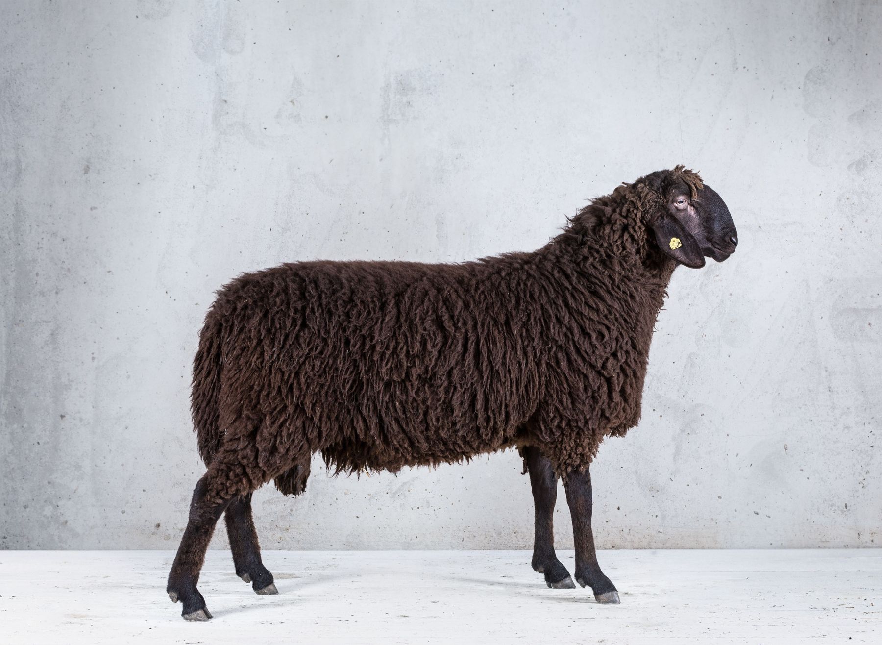 Braunes Bergschaf@ÖBSZ.jpg © ÖBSZ Braunes Bergschaf@ÖBSZ.jpg © ÖBSZ
