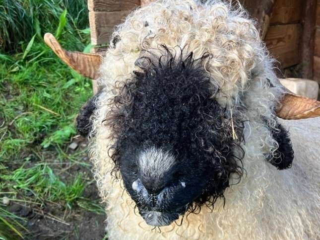 Blauzungenkrankheit © Land Steiermark