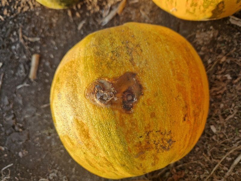 Weiche und verkorkte Befallstelle an einem Kürbis.jpg © LK NÖ
