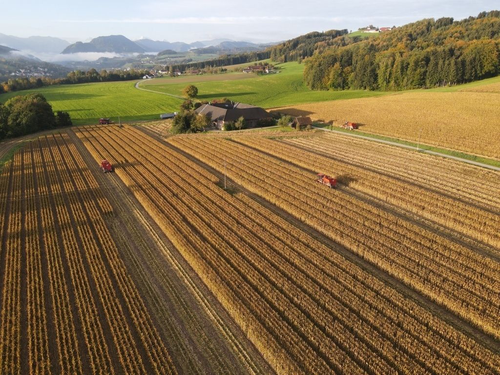 Ernte_Maisvermehrung_Saatbau Linz_kl.jpg © Saatbau Linz