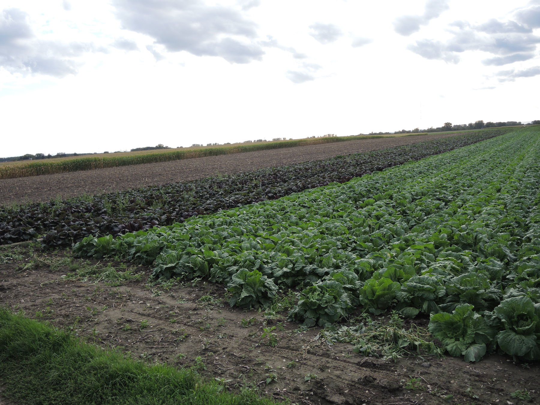 © BBK Korneuburg © BBK Korneuburg