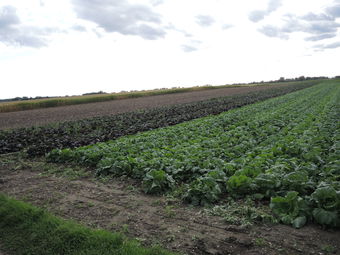 © BBK Korneuburg © BBK Korneuburg