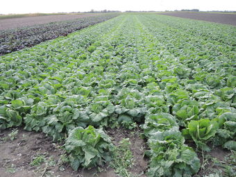 © BBK Korneuburg © BBK Korneuburg