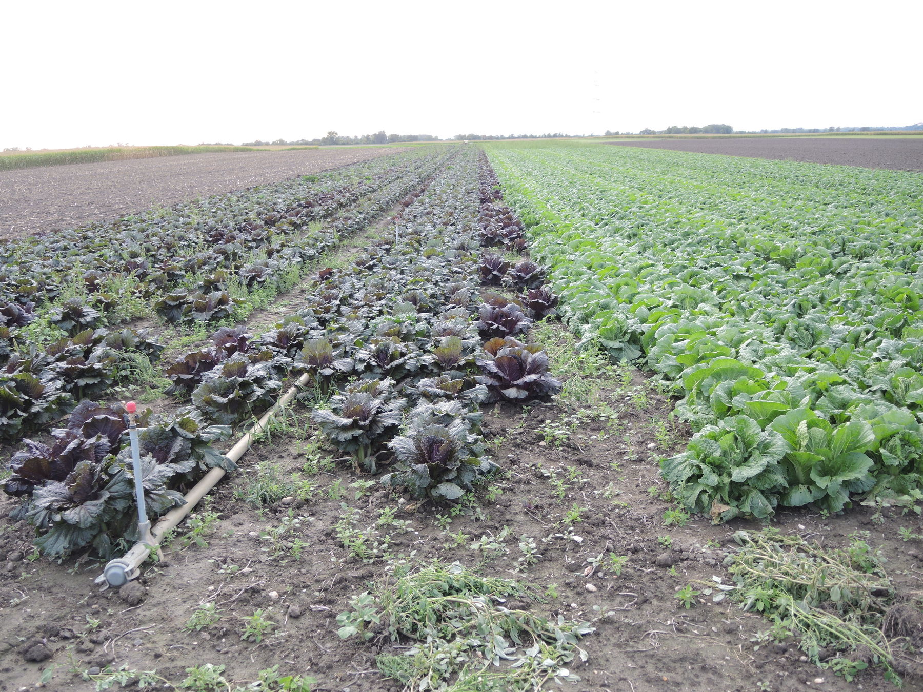 © BBK Korneuburg © BBK Korneuburg