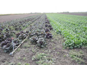 © BBK Korneuburg © BBK Korneuburg