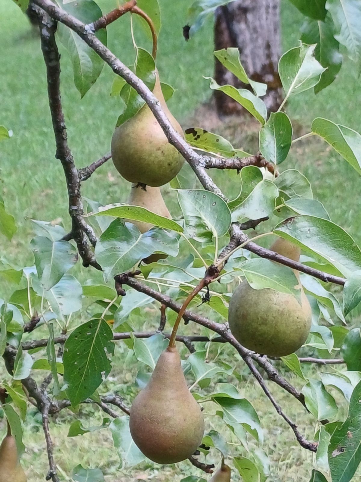 GARTENTIPP_Bosc s Flaschenbirne oder Kaiser Alexander.jpg © LK OÖ/Strebl