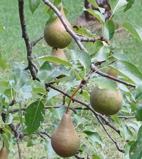 Bosc s Flaschenbirne oder Kaiser Alexander.jpg © Strebl/LK OÖ Bosc s Flaschenbirne oder Kaiser Alexander.jpg © Strebl/LK OÖ