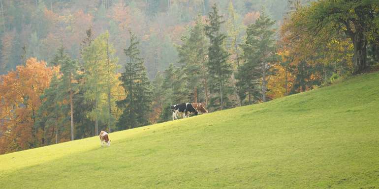 Herbstweide © Musch