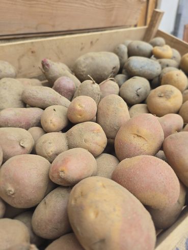 Bio-Kartoffeln aus dem Burgenland.jpg © LKBgld_Tesch-Wessely