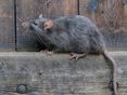 MAus_AdobeStock_325819848 © stock.adobe.com