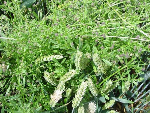 Klettenlabkraut.jpg © LK Kärnten Klettenlabkraut.jpg © LK Kärnten