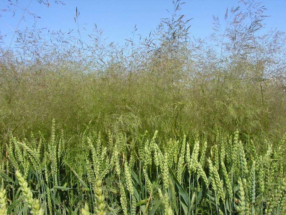Windhalm.jpg © LK Kärnten