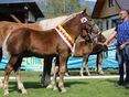 1. Landesreservesiegerstutfohlen © Selina Katnik