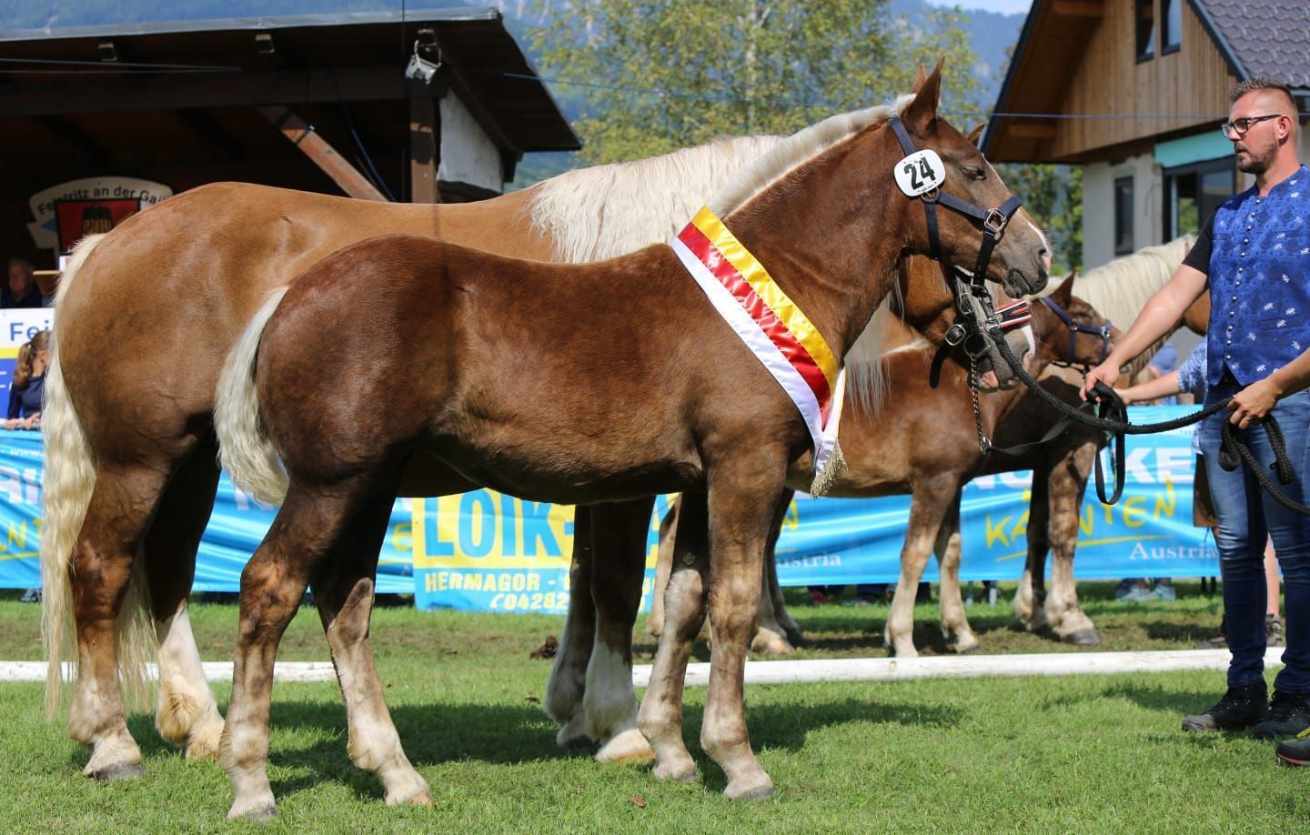 1. Landesreservesiegerstutfohlen.jpg © Selina Katnik 1. Landesreservesiegerstutfohlen.jpg © Selina Katnik