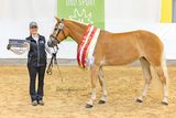 Die Haflinger aus Salzburg strahlen beim Bundeschampionat.jpg © LPZV Salzburg
