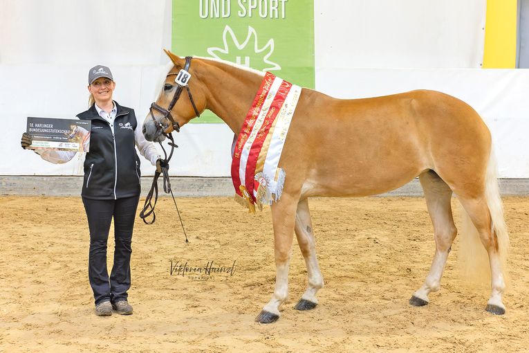 Die Haflinger aus Salzburg strahlen beim Bundeschampionat.jpg © LPZV Salzburg
