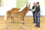 Die Haflinger aus Salzburg strahlen beim Bundeschampionat.jpg © LPZV Salzburg