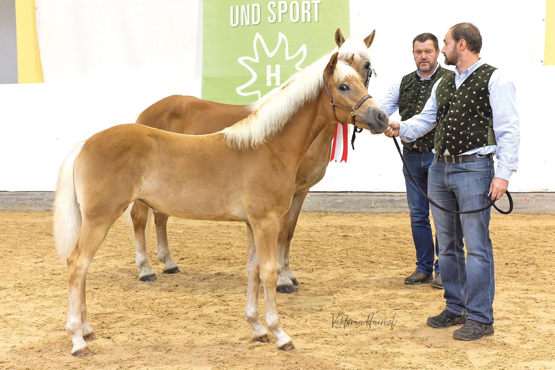 Die Haflinger aus Salzburg strahlen beim Bundeschampionat.jpg © LPZV Salzburg