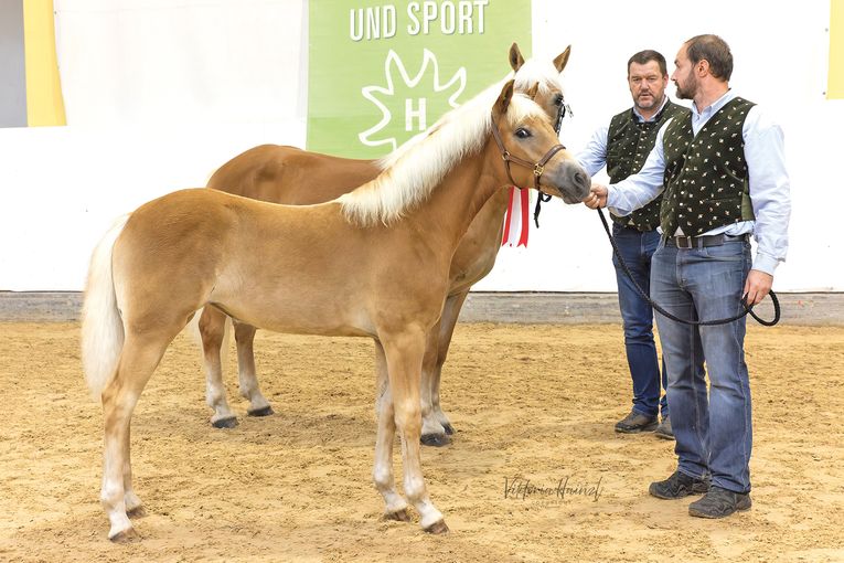 Die Haflinger aus Salzburg strahlen beim Bundeschampionat.jpg © LPZV Salzburg