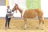 Die Haflinger aus Salzburg strahlen beim Bundeschampionat.jpg © LPZV Salzburg