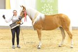 Die Haflinger aus Salzburg strahlen beim Bundeschampionat.jpg © LPZV Salzburg