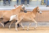 Die Haflinger aus Salzburg strahlen beim Bundeschampionat.jpg © LPZV Salzburg