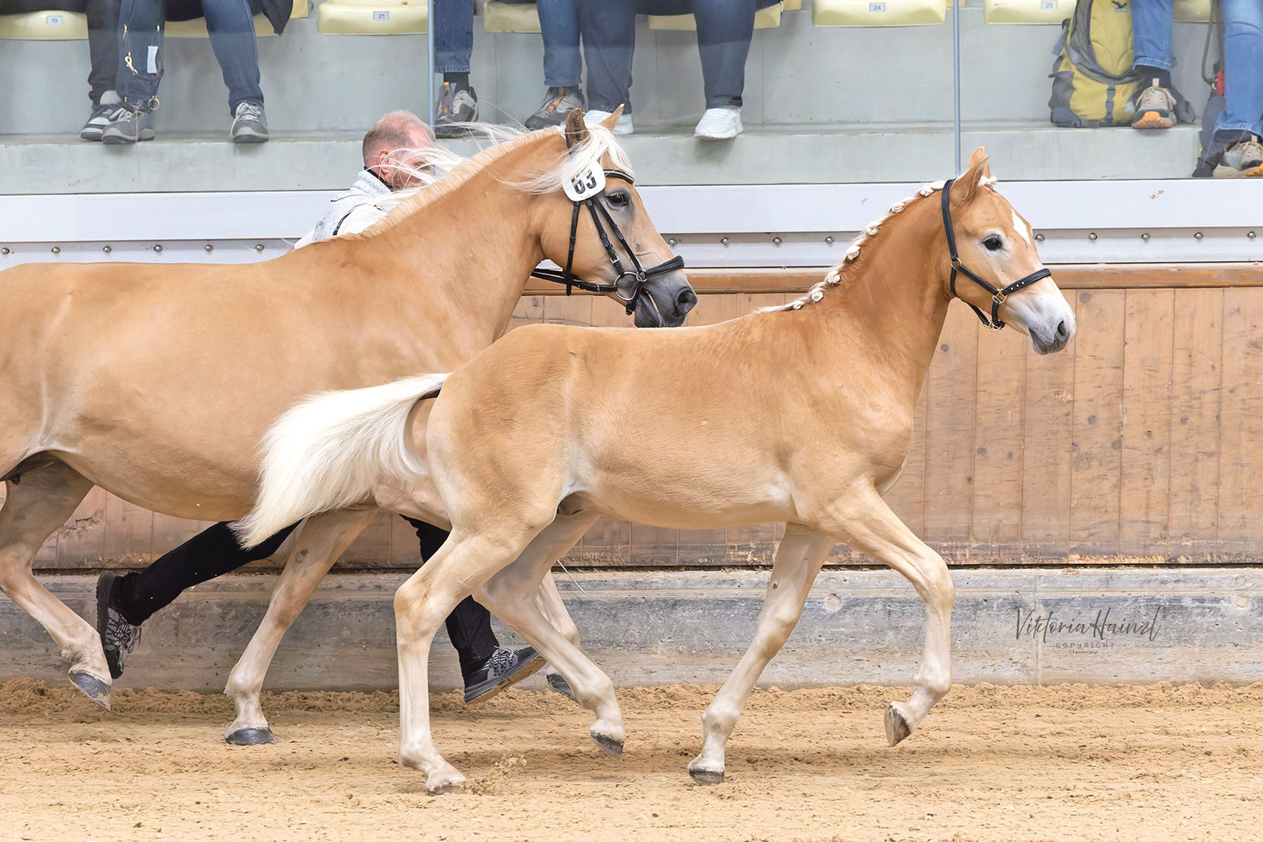 Die Haflinger aus Salzburg strahlen beim Bundeschampionat.jpg © LPZV Salzburg