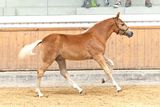 Die Haflinger aus Salzburg strahlen beim Bundeschampionat.jpg © LPZV Salzburg