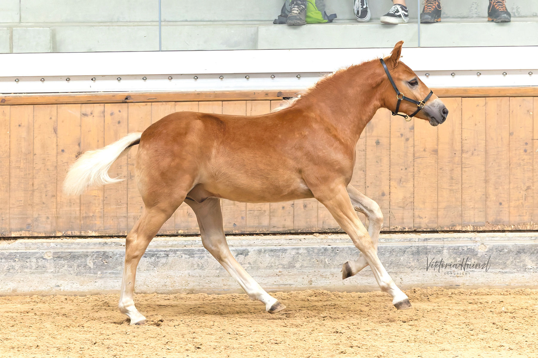 Die Haflinger aus Salzburg strahlen beim Bundeschampionat.jpg © LPZV Salzburg