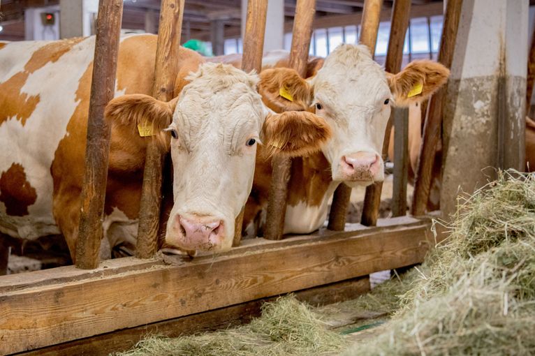 © Eva Lechner/LK Niederösterreich © Eva Lechner/LK Niederösterreich